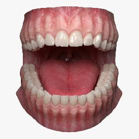 Realistic Dental Model With Gums Teeth and Tongue 3D model